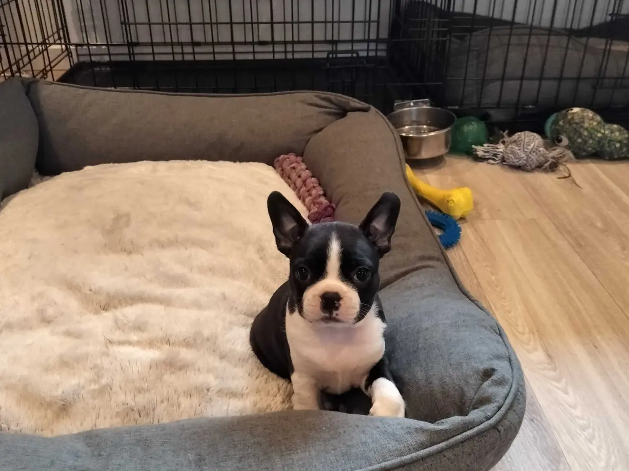Billede 2 - Boston terrier