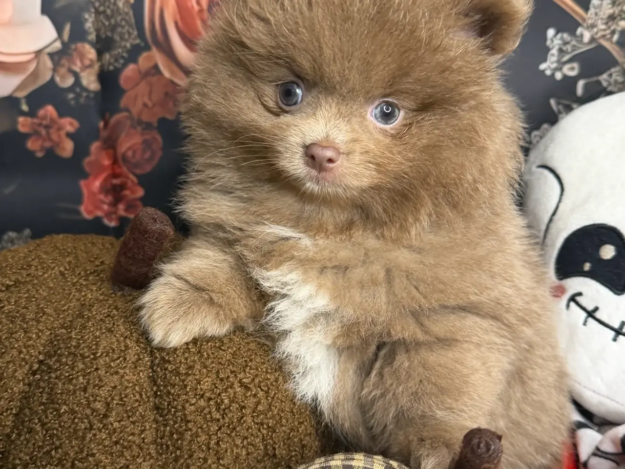 Billede 1 - 🐾💙 3 SMUKKE POMERANIA-DRENGE 💙🐾