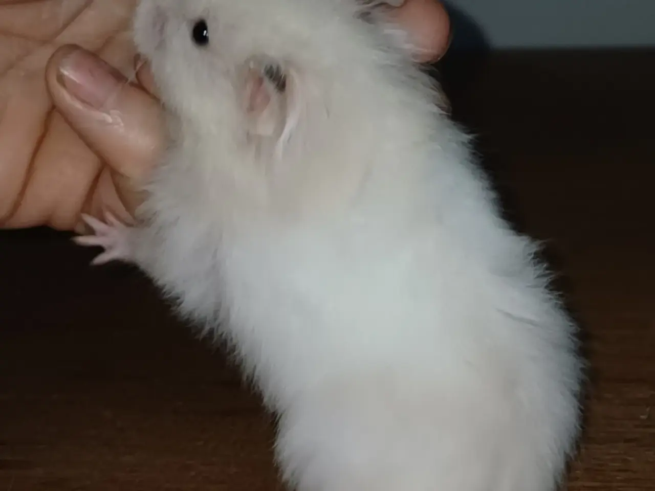 Billede 3 - Guldhamster unger