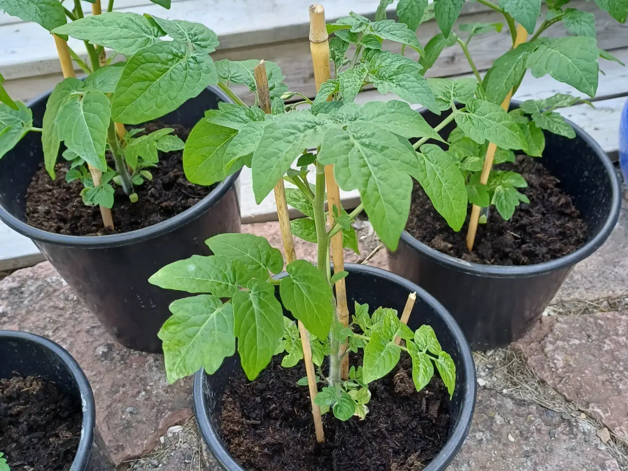 Billede 2 - Tomatplanter, peberfrugt, Basilikum mm