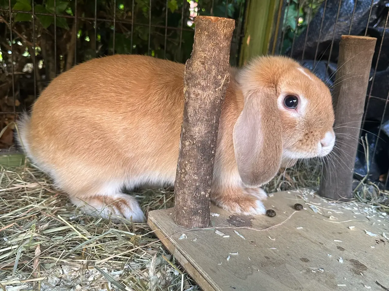 Billede 11 - Kanin unger til salg 🐰💕