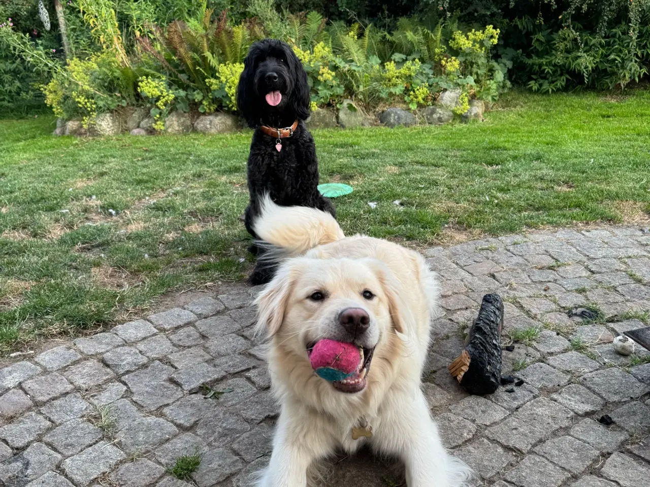 Billede 15 - God retriever/doodle-mix bamser