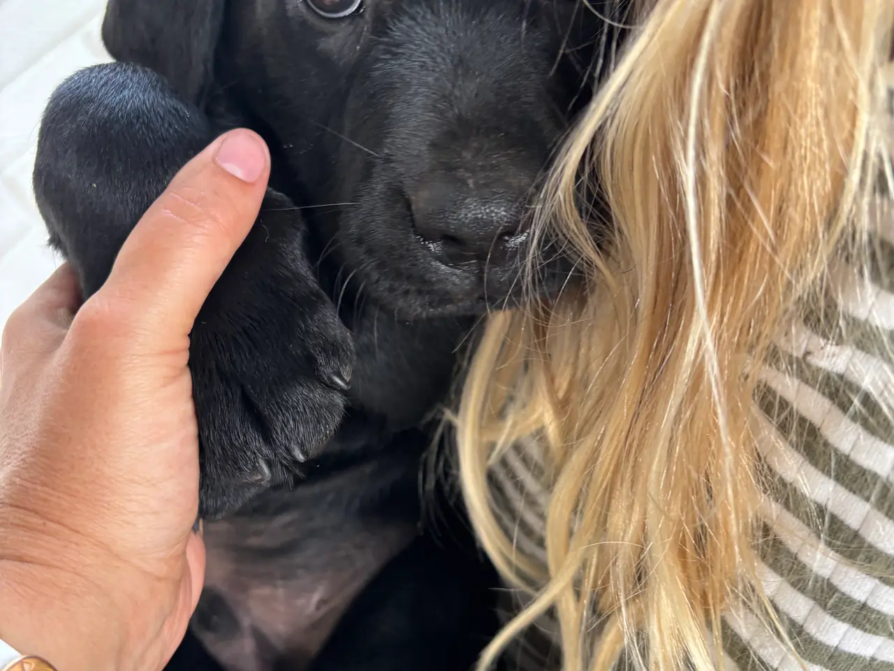 Billede 6 - 🐾 Sorte Labradorhvalpe – gammeldags type 🐾