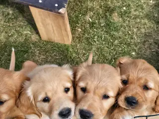 Golden Retriever hvalpe