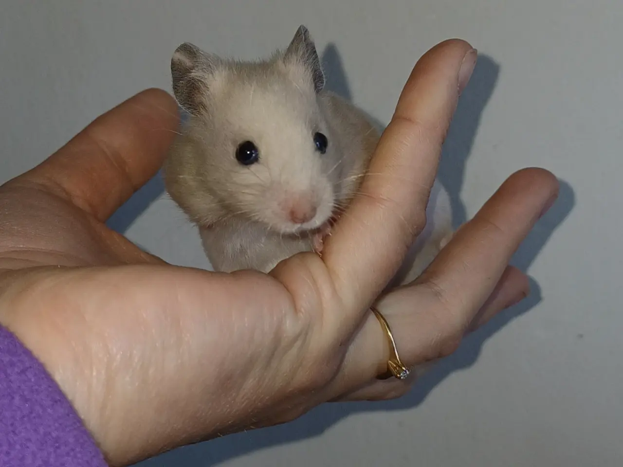 Billede 3 - Guldhamster unger