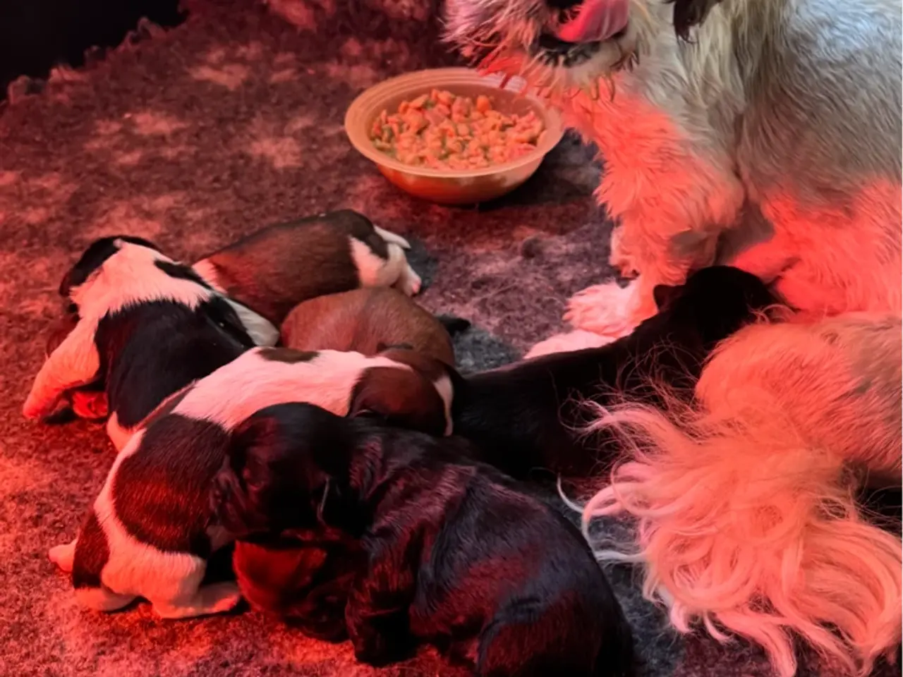 Billede 4 - Shih tzu hvalpe