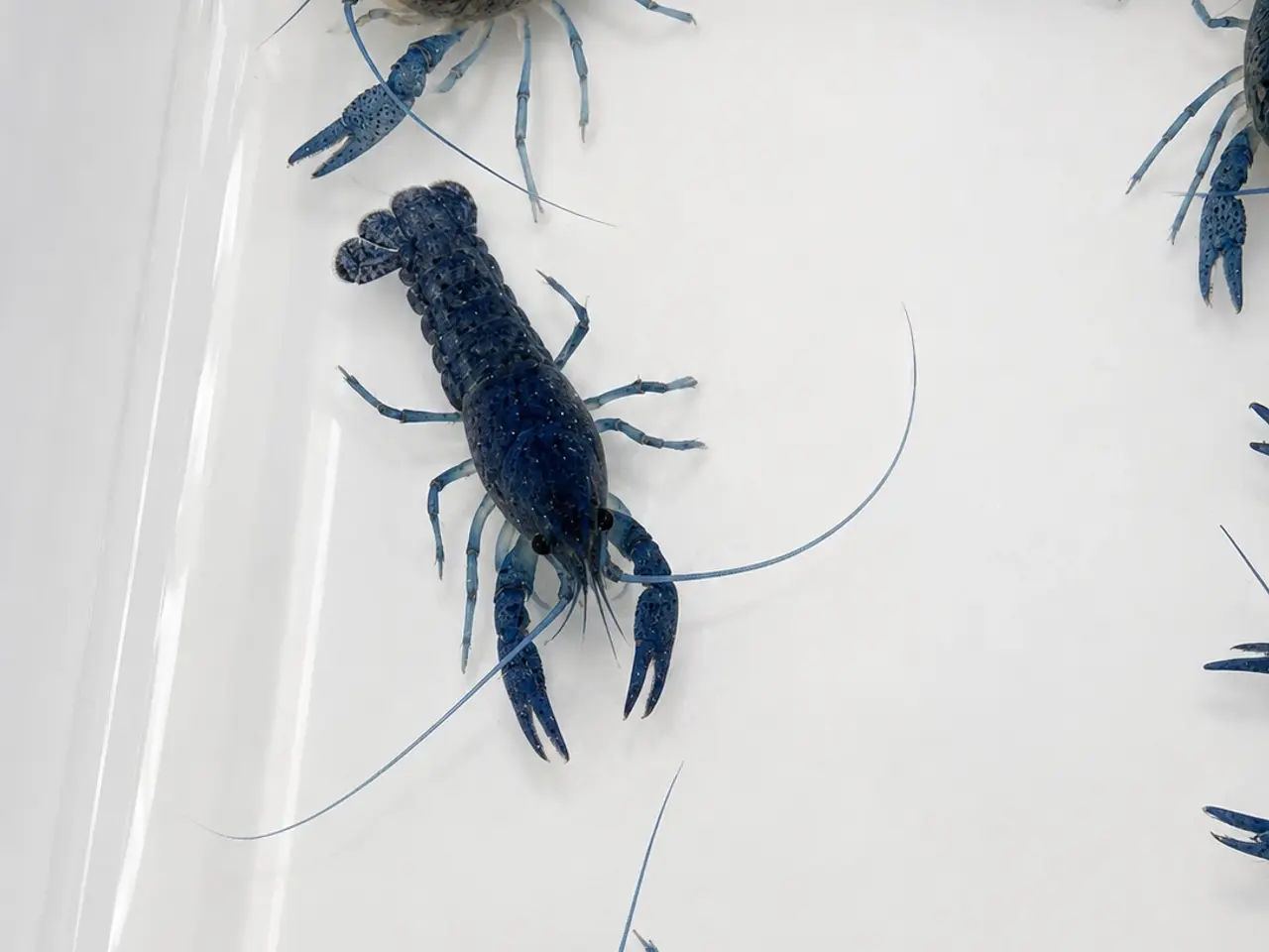 Billede 7 - đ±Wow FLOTTE BlĂ„ Florida Krebs Procambarus alleni