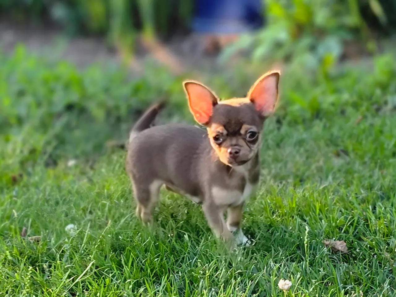 Billede 5 - Chihuahua hvalp