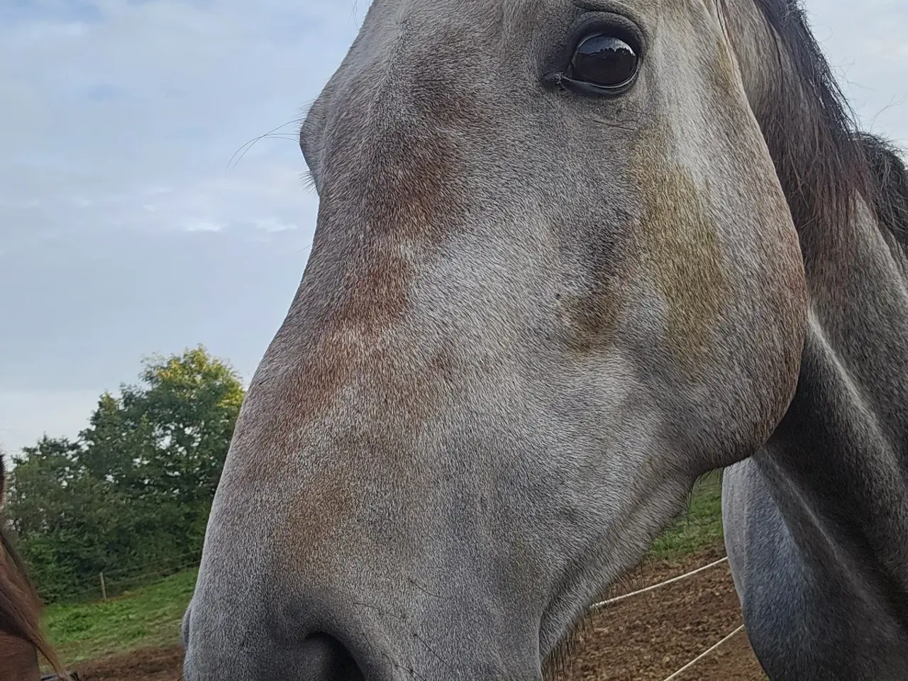 Billede 4 - 4 års Dansk varmblod hingst