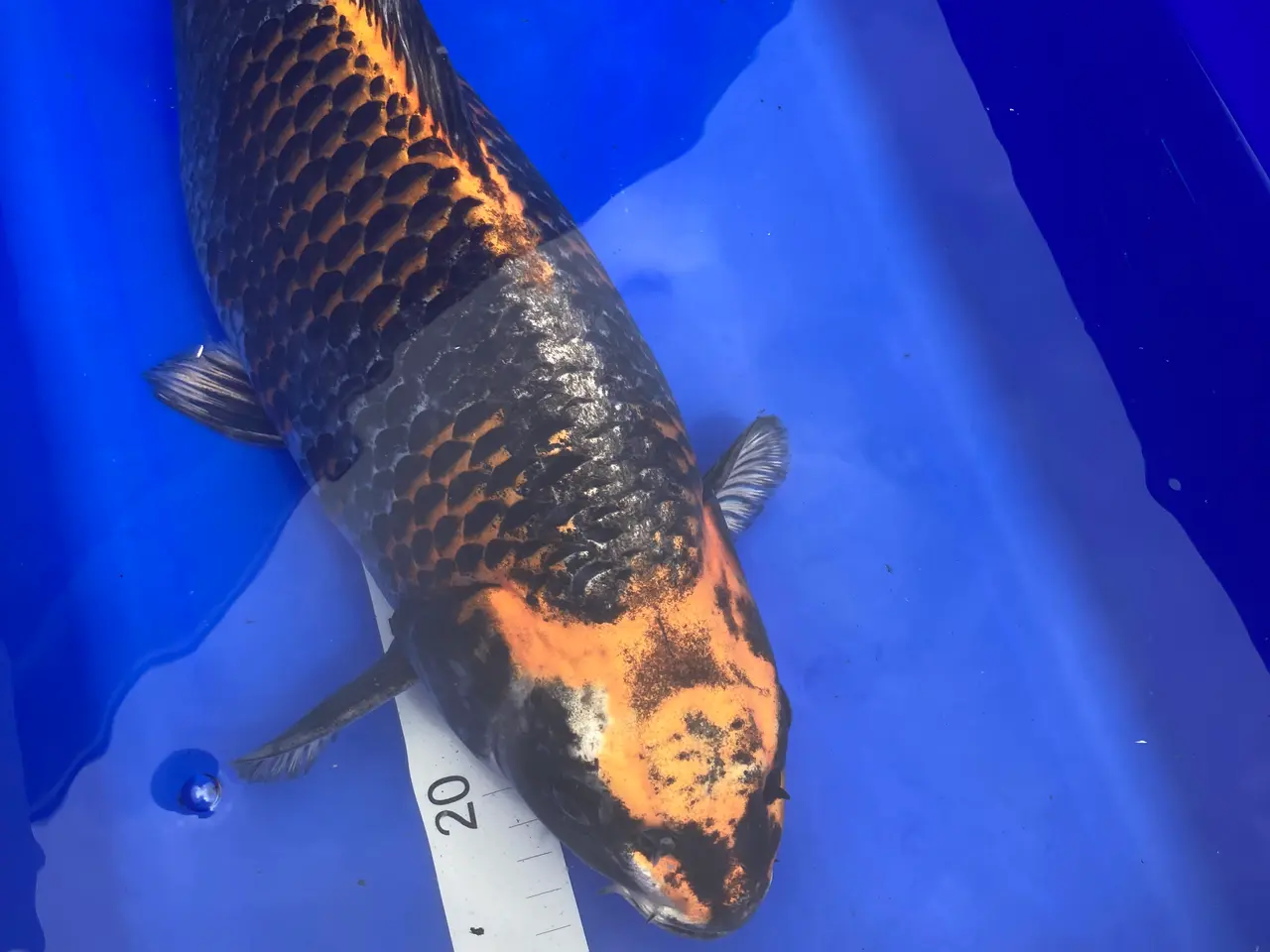 Billede 1 - Japansk Koi.