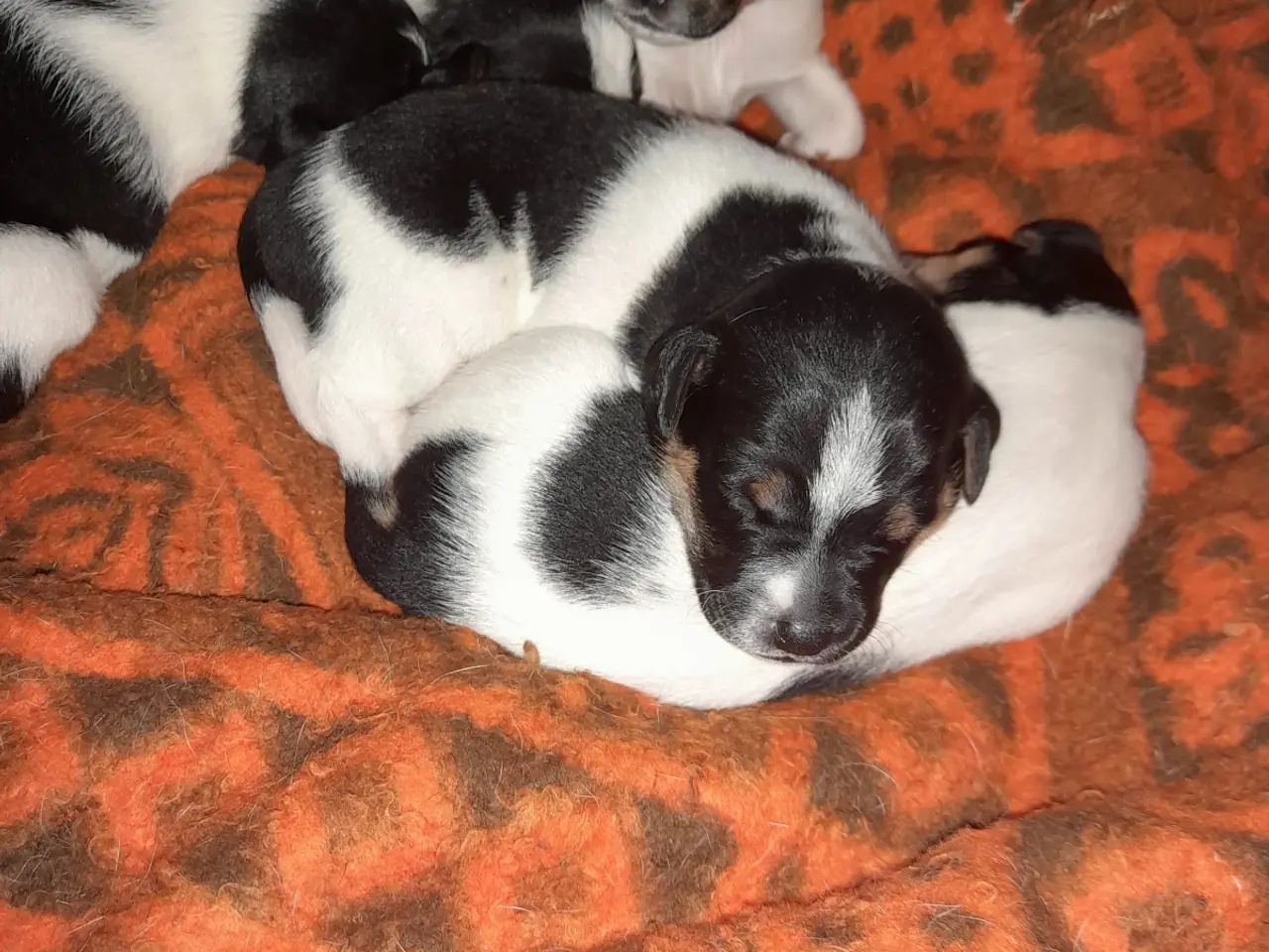 Billede 3 - Hund 