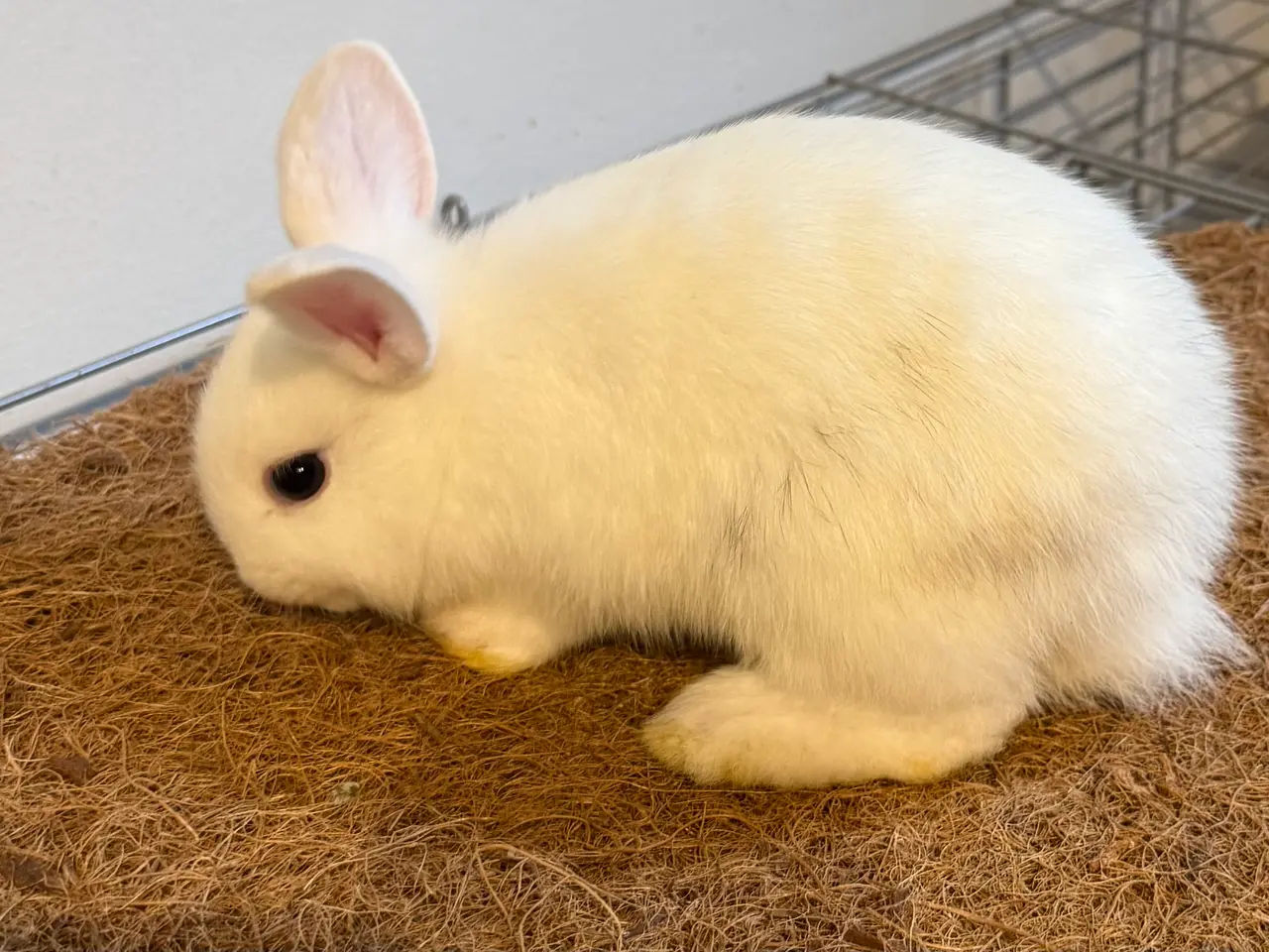 Billede 3 - Sød kaninpige søger nyt hjem 🐰❤️