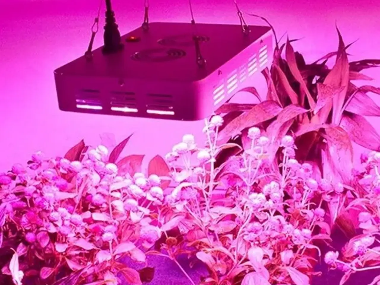 Billede 2 - DILIYA - 150W 50.LED Plant Grow Plant