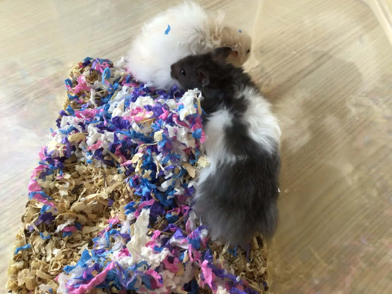 Billede 1 - Guldhamster