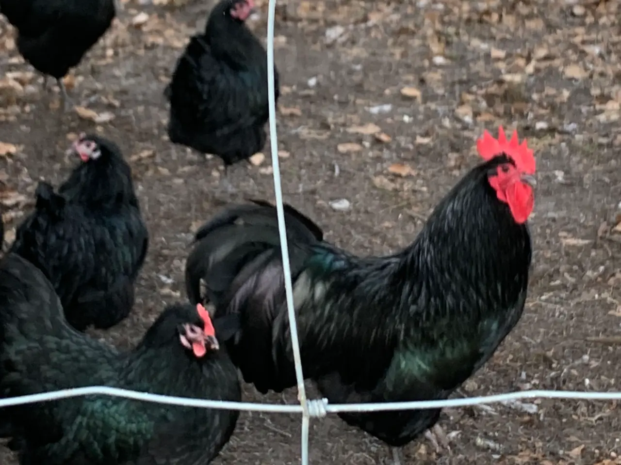 Billede 2 - Rugeæg, 10-15 stk af Australorps 