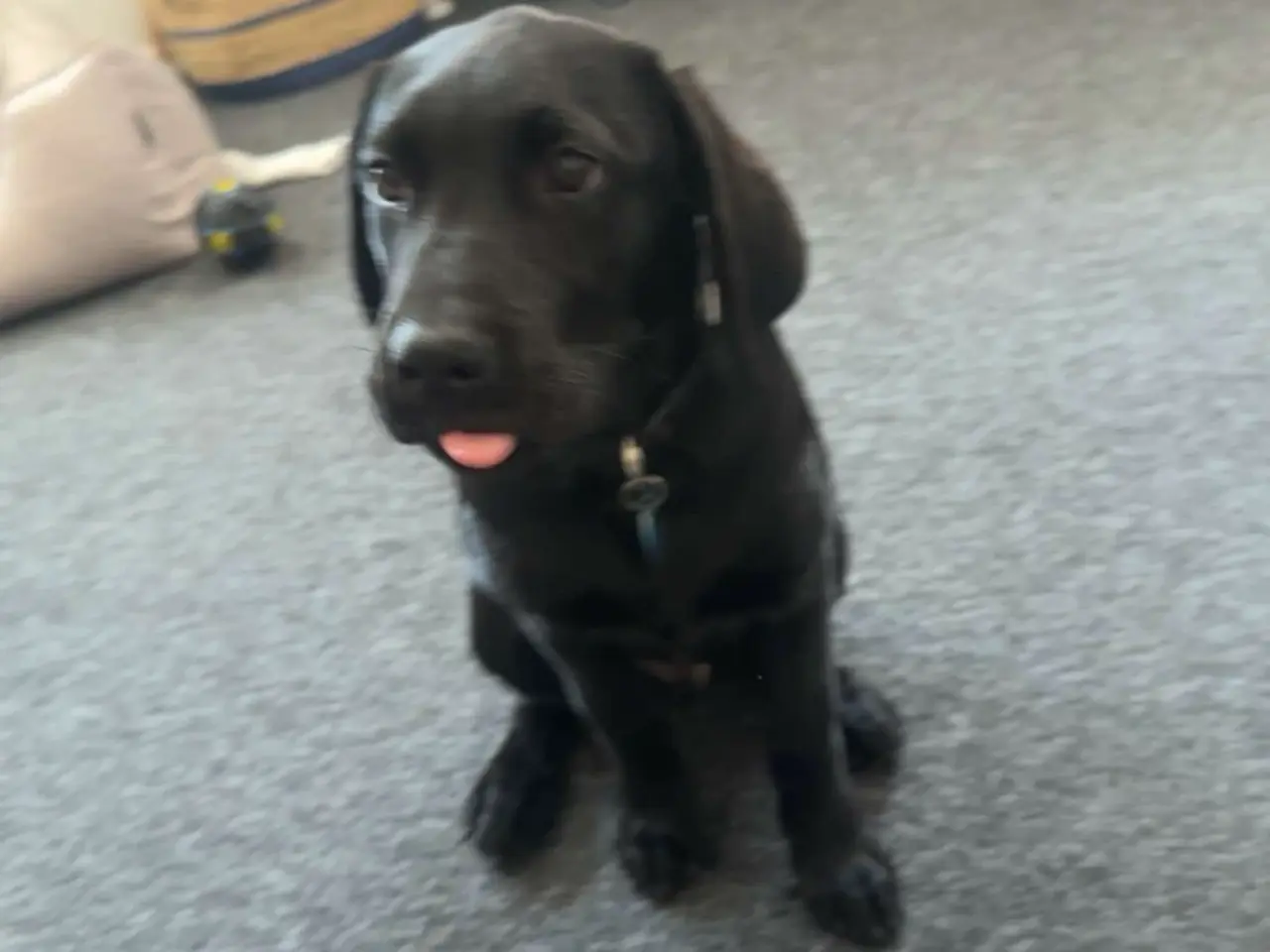 Billede 1 - Hunde hvalp 
