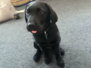 Hunde hvalp 