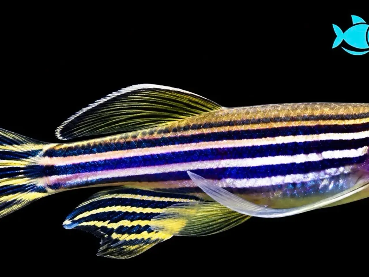 Billede 4 - Danio longfin akvariefisk
