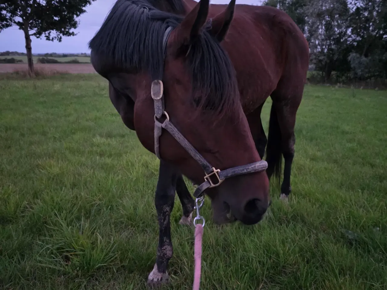 Billede 10 - Indy chancehest