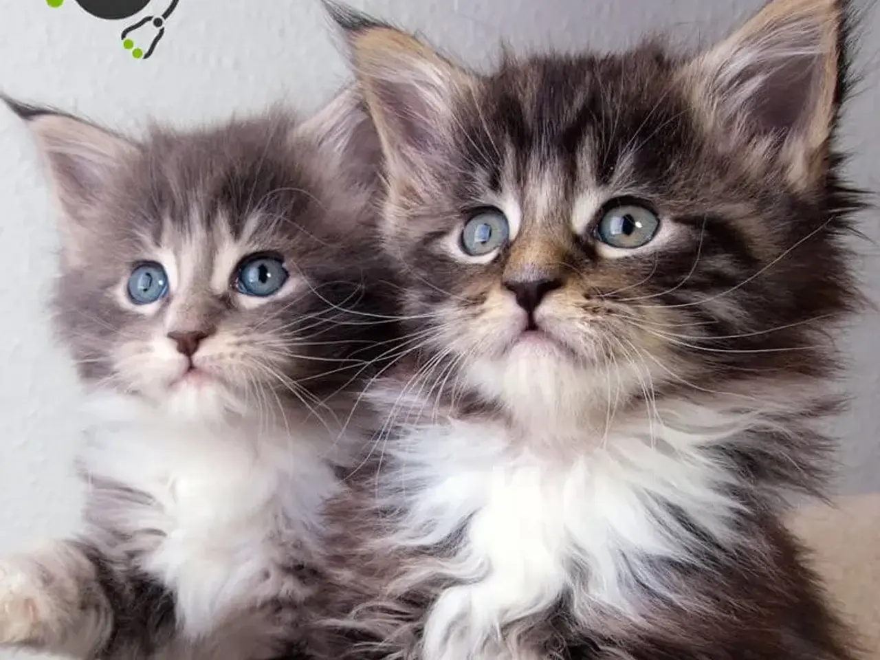 Billede 2 - Søges: Main Coon killing