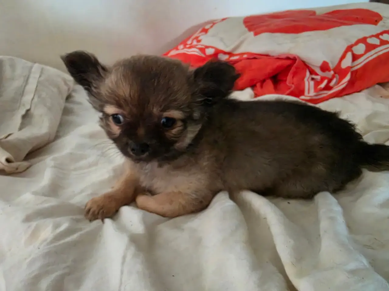 Billede 1 - Langhåret Chihuahua hvalp