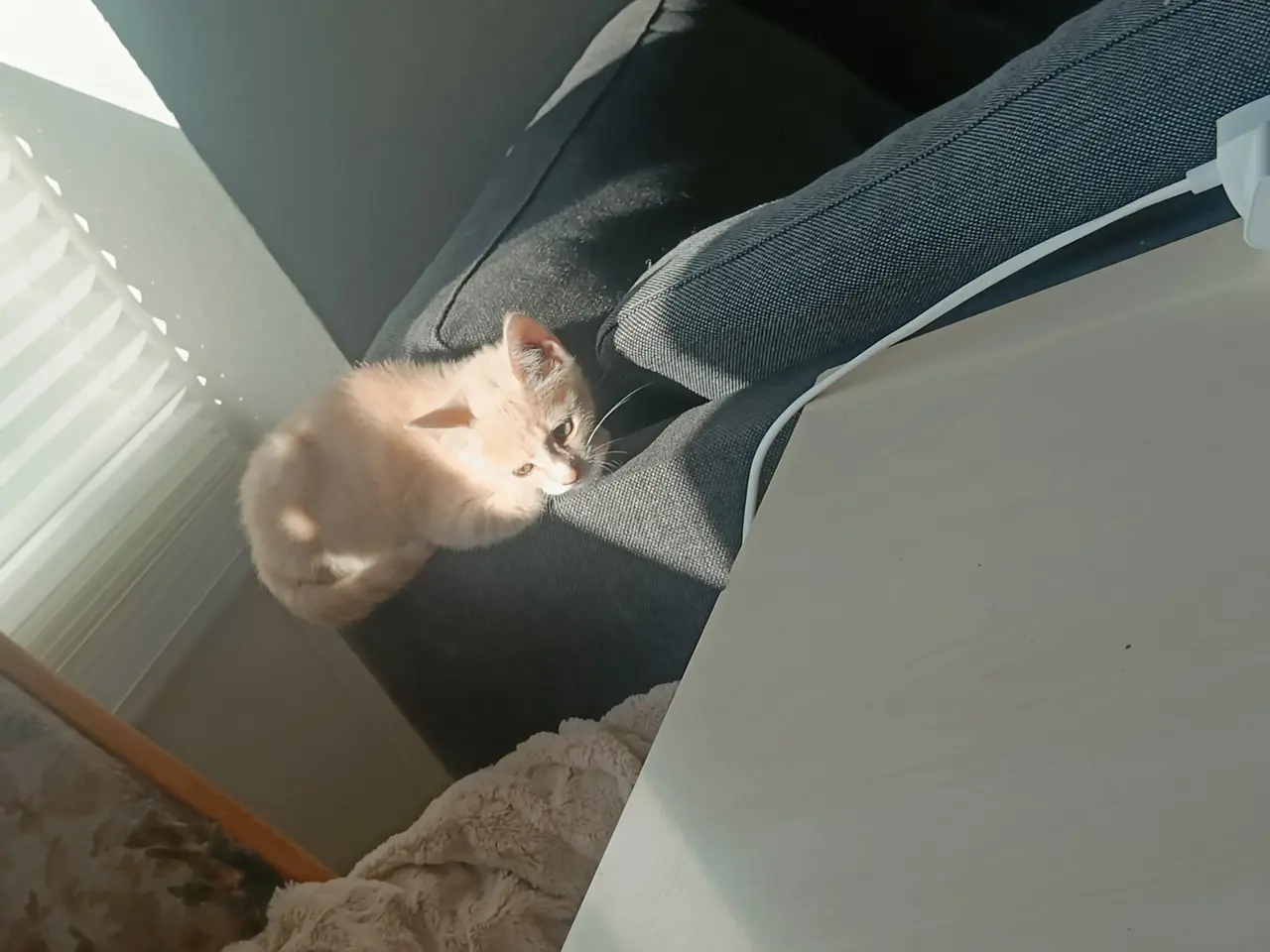 Billede 3 - Lille Katte søger ny hjem 
