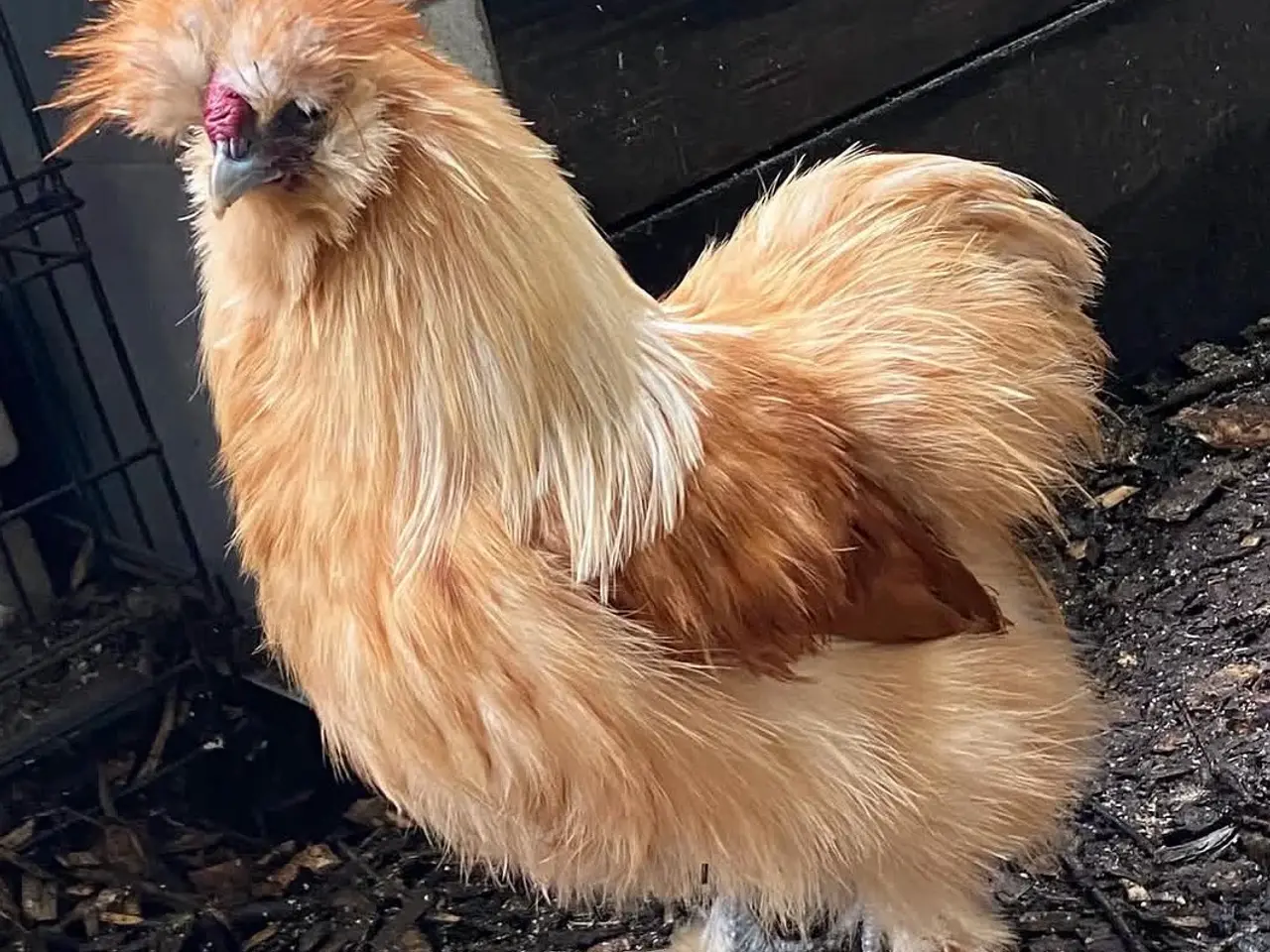 Billede 7 - Silkiehaner / Silkie roosters