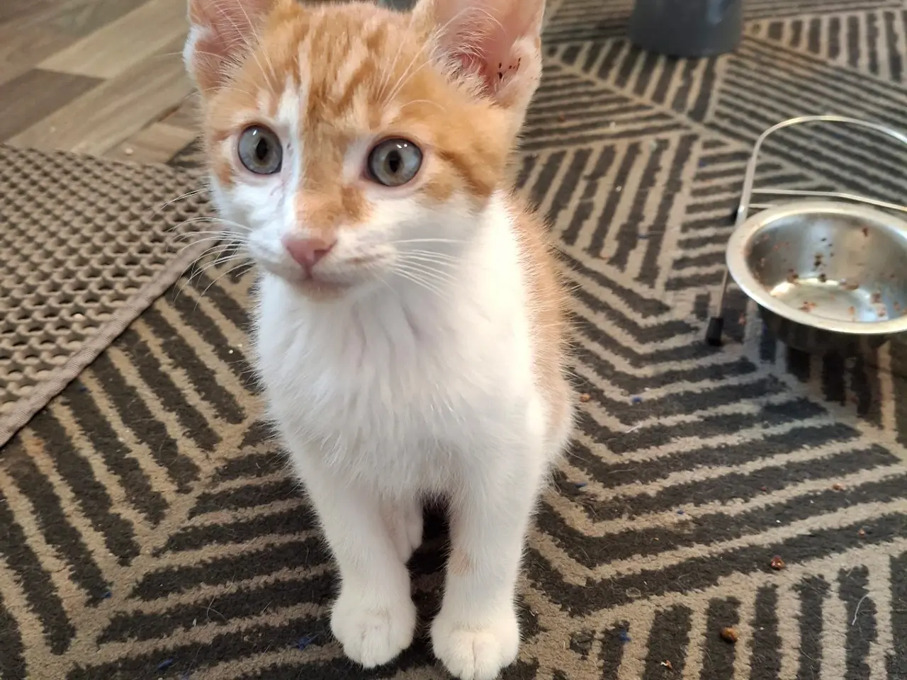 Billede 3 - Gratis kat