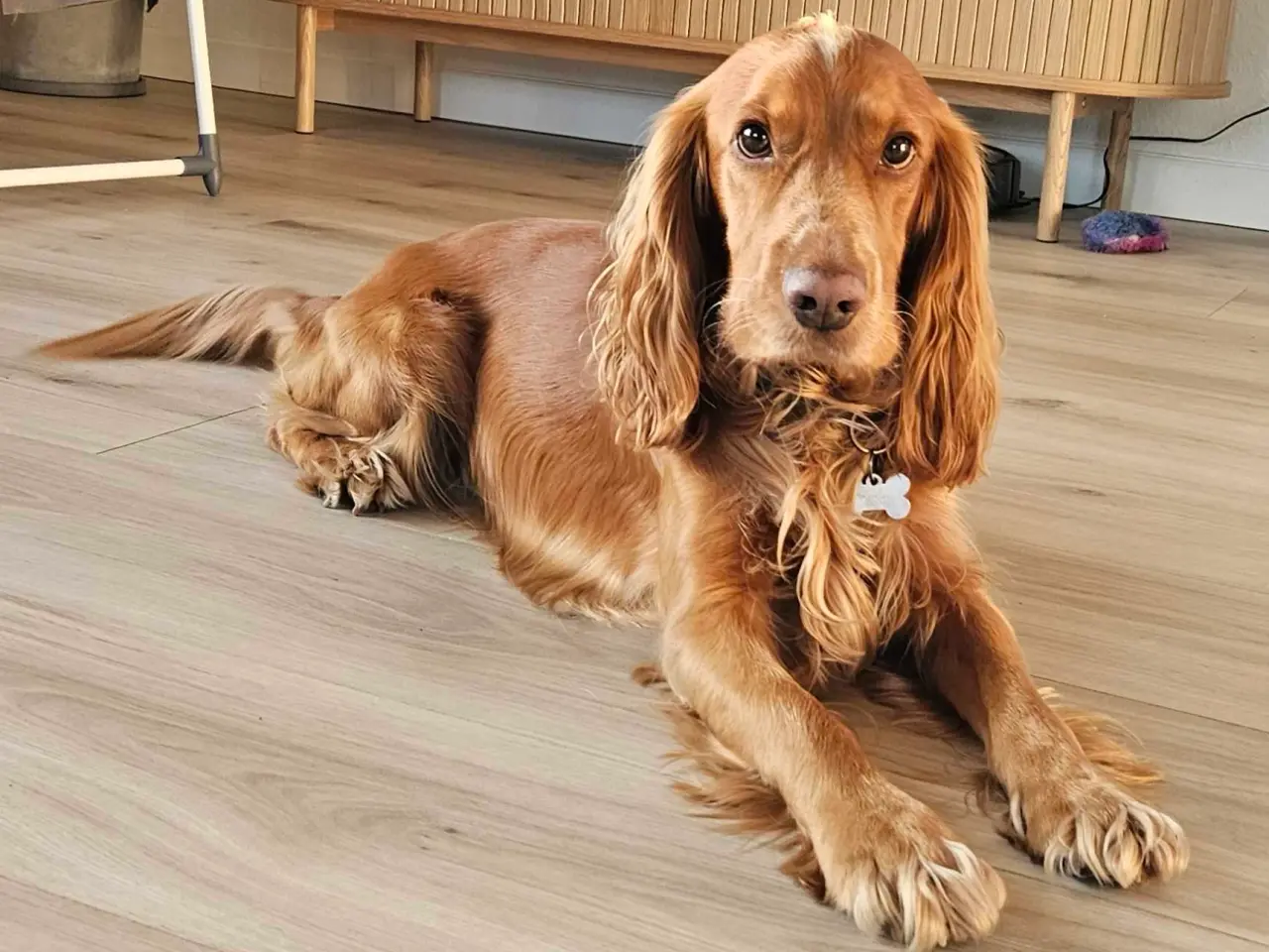 Billede 1 - Parring tilbydes af engelsk cocker spaniel