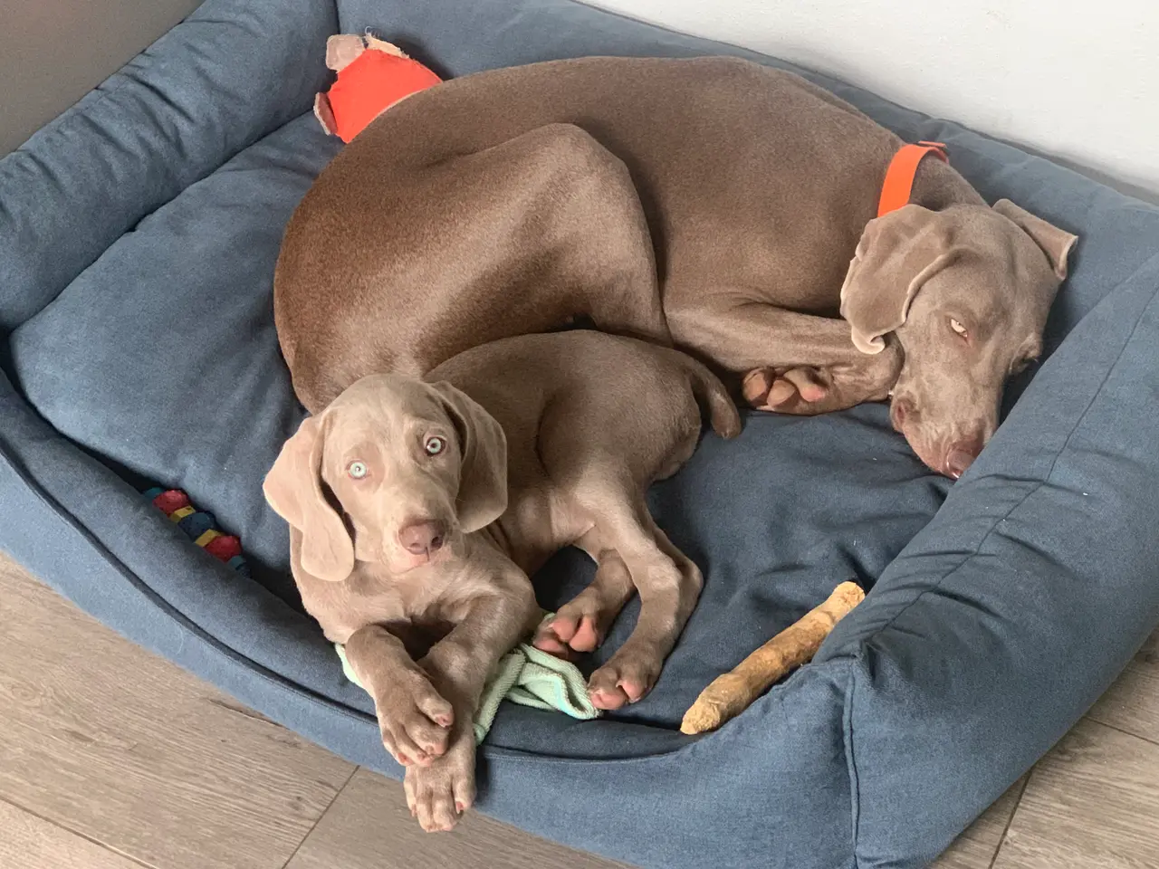 Billede 1 - Weimaraner hvalp søger nyt hjem.