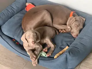 Weimaraner hvalp søger nyt hjem.