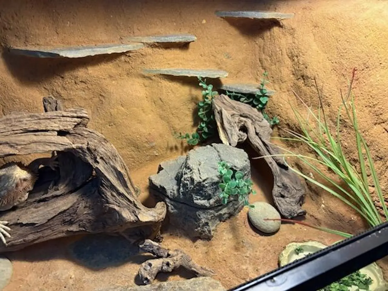 Billede 6 - Hånd tam skægagame med terrarium sælges