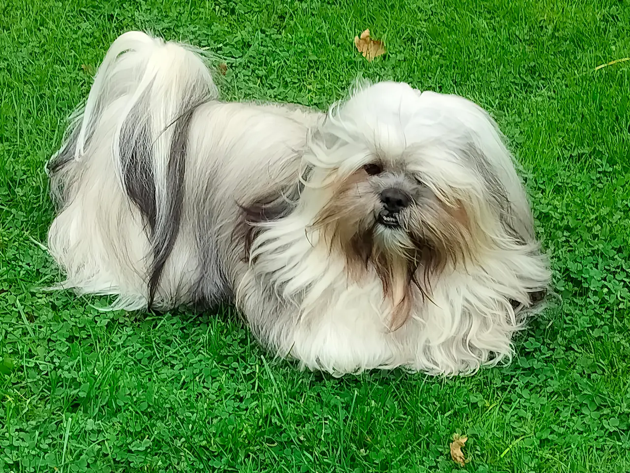 Billede 2 - Lhasa Apso han tilbydes til parring