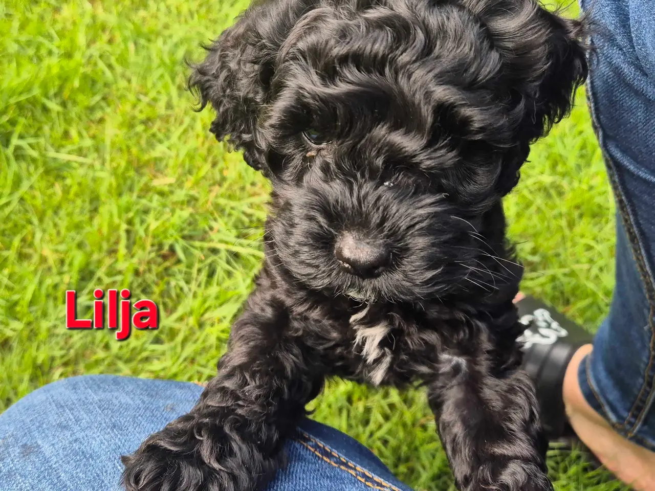 Billede 5 - Lækker cockapoo hvalp