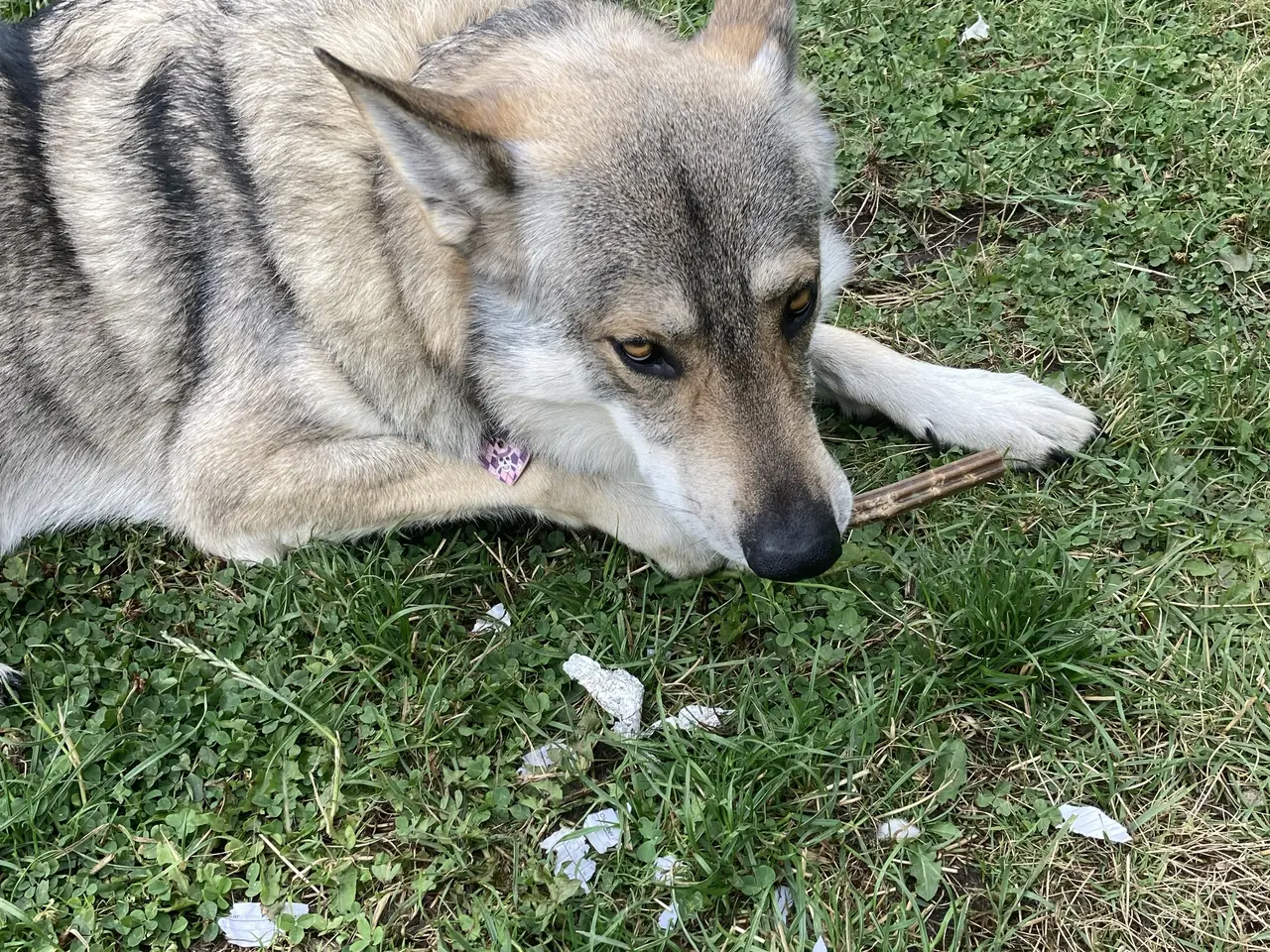 Billede 5 - Tjekkoslovakisk ulvehund / Saarloos mix