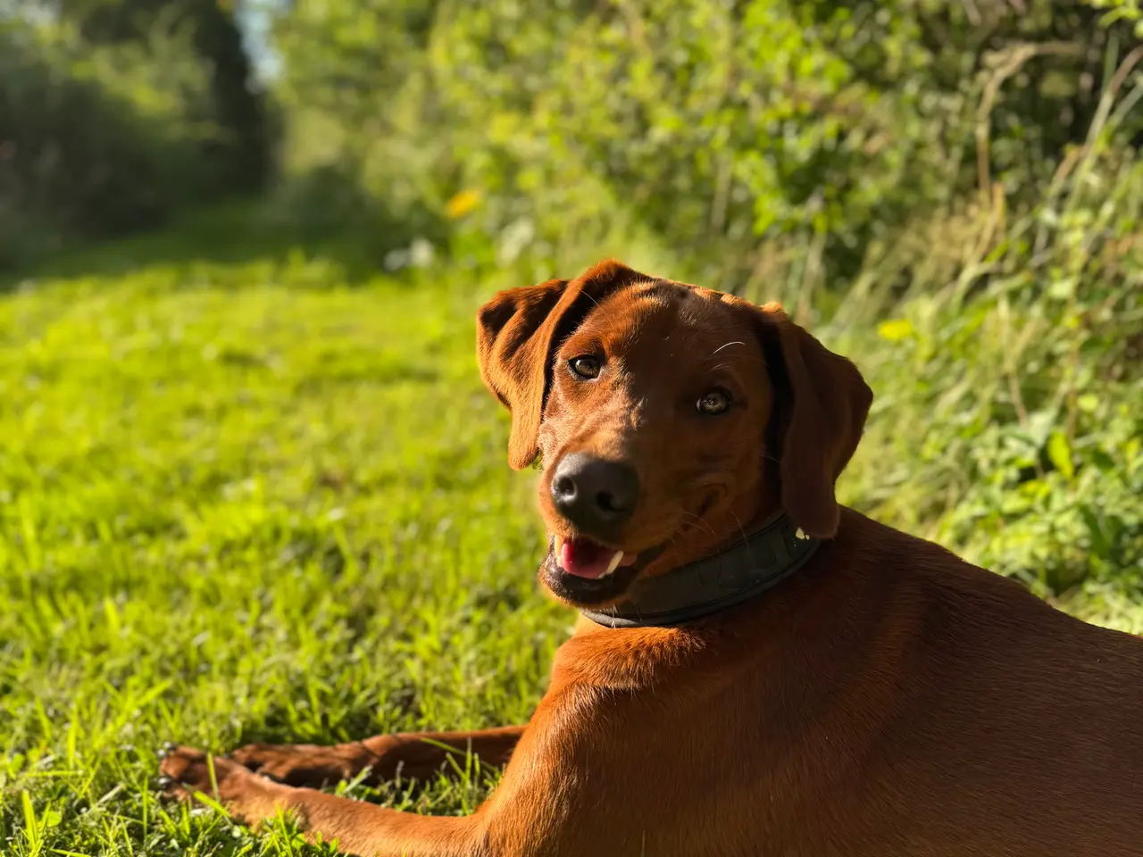 Billede 2 - Redfox Labrador kuld på vej (DKK)