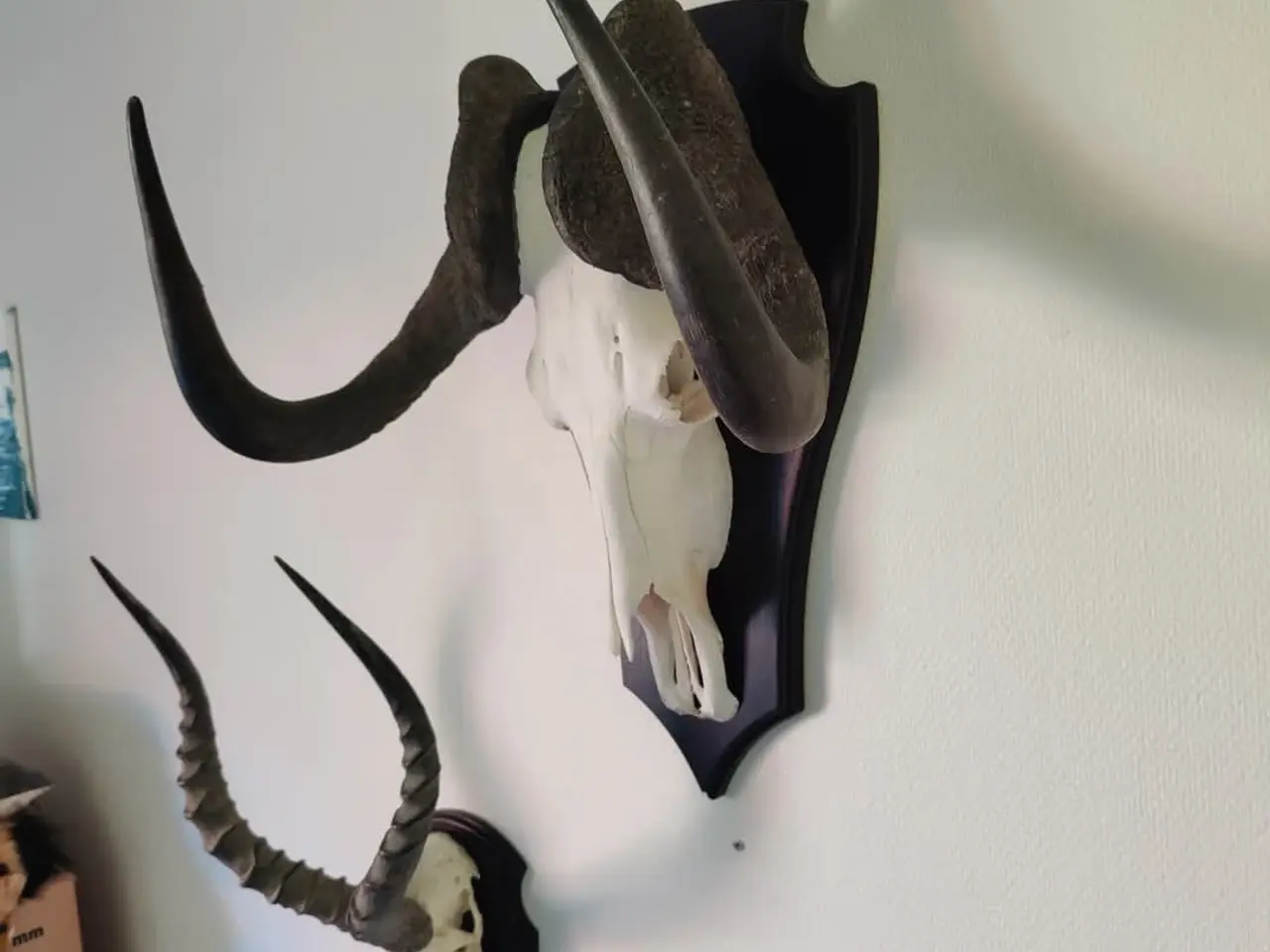 Billede 2 - Jagttrofæ, Afrikansk Gnu