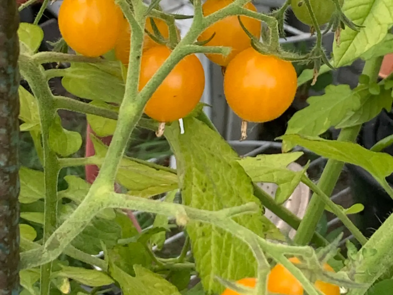 Billede 27 - Sunde frø af STORE tomater 🍅
