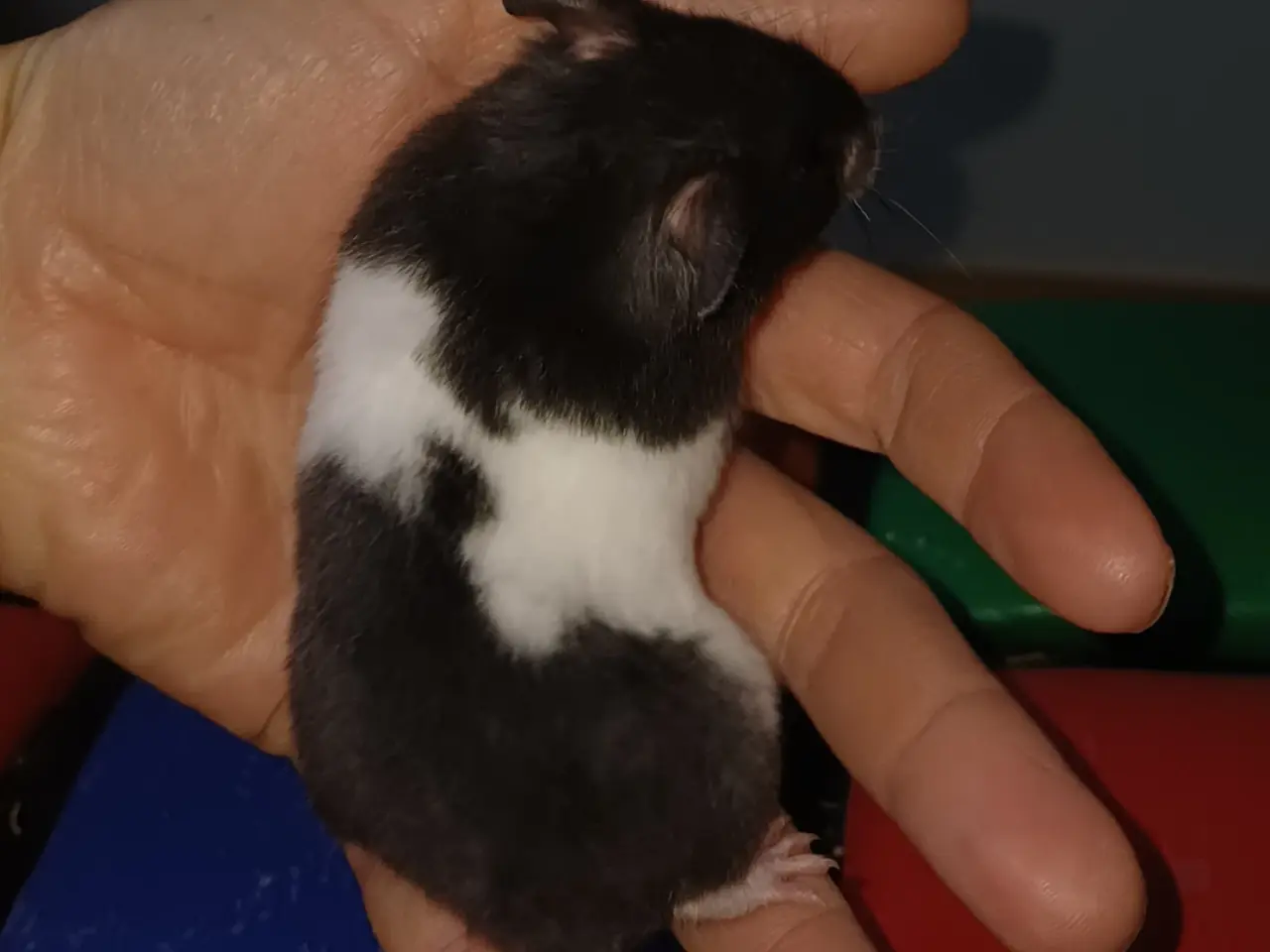 Billede 16 - Guldhamster unger (korthårede)