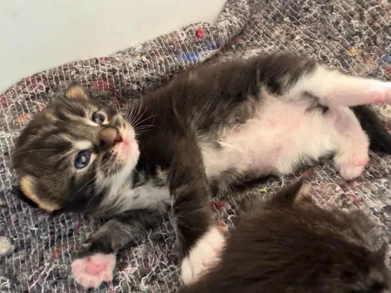 Billede 6 - Maine Coon killing
