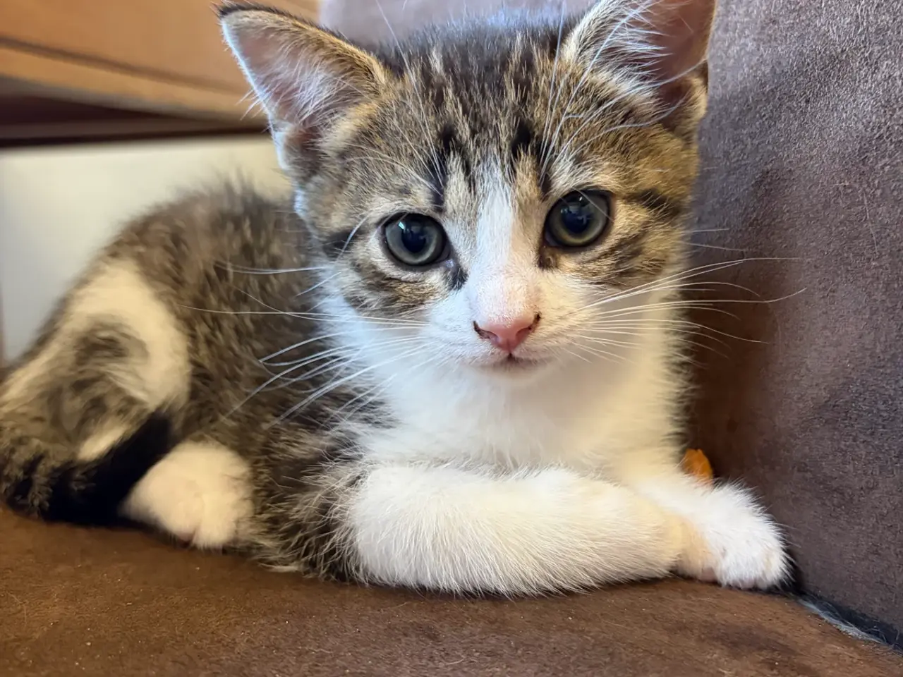 Billede 2 - Halv British Shorthair