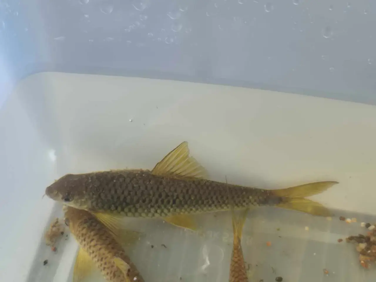 Billede 1 - Gratis Fisk