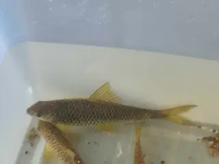 Gratis Fisk
