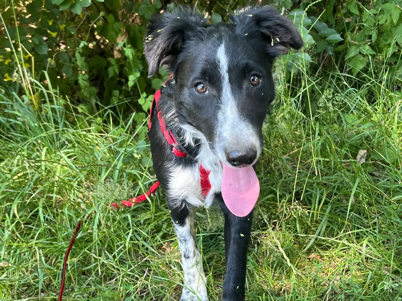 Billede 2 - Vi mangler et nyt hjem🐶