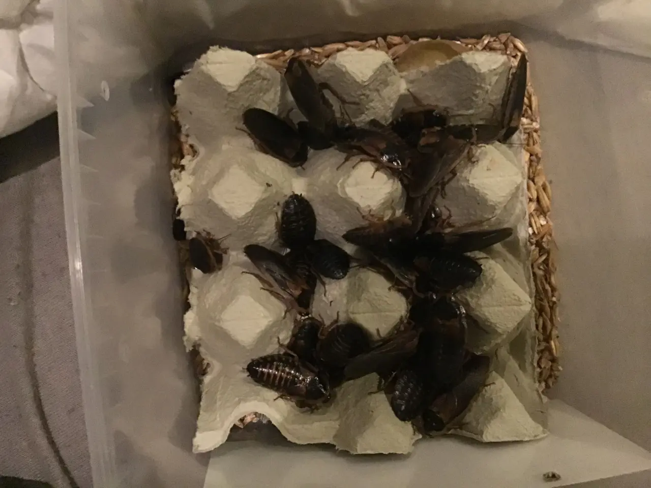 Billede 2 - Dubia kakerlak