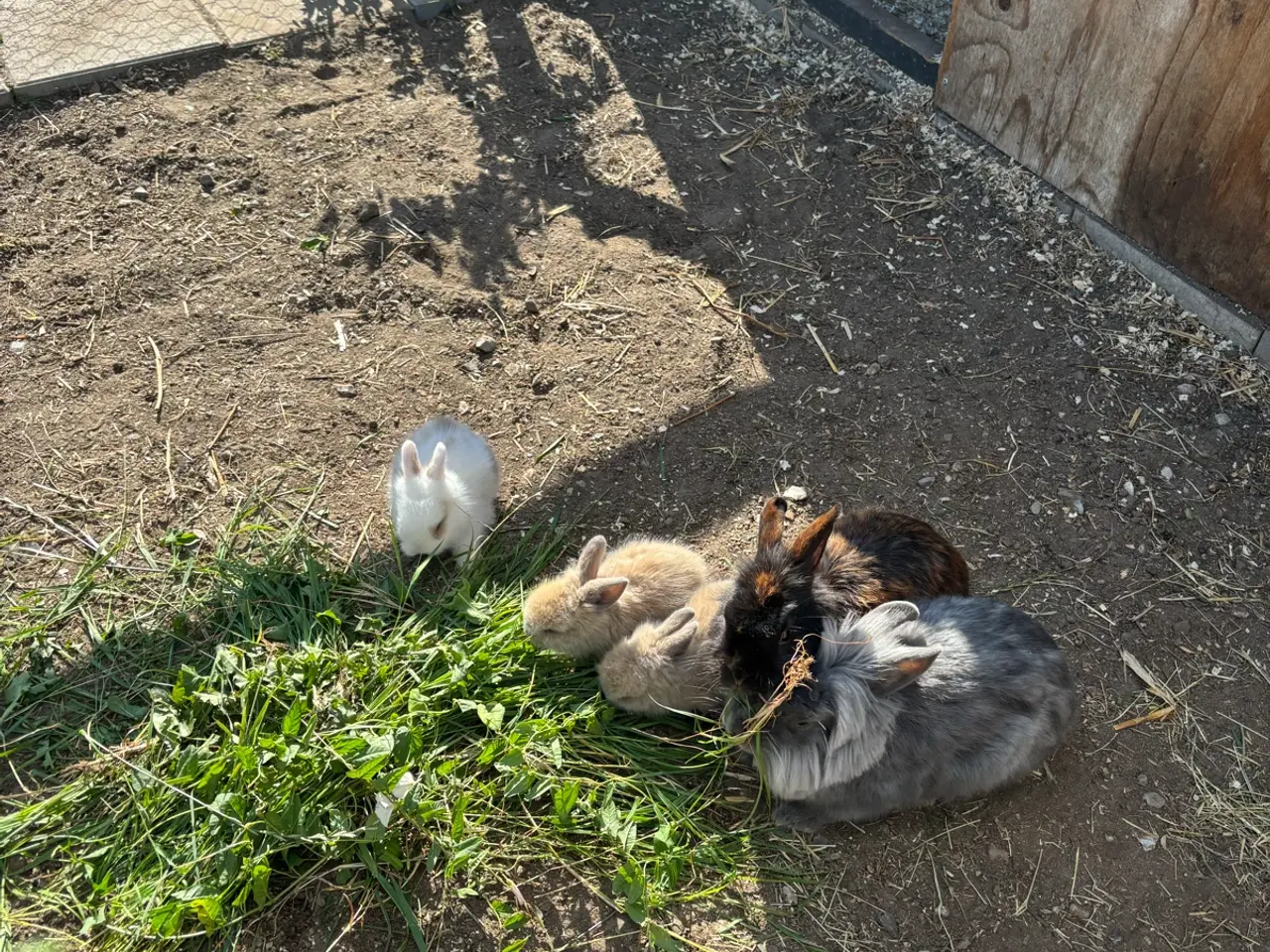 Billede 4 - Løvehoved kanin unger sælges 🐰