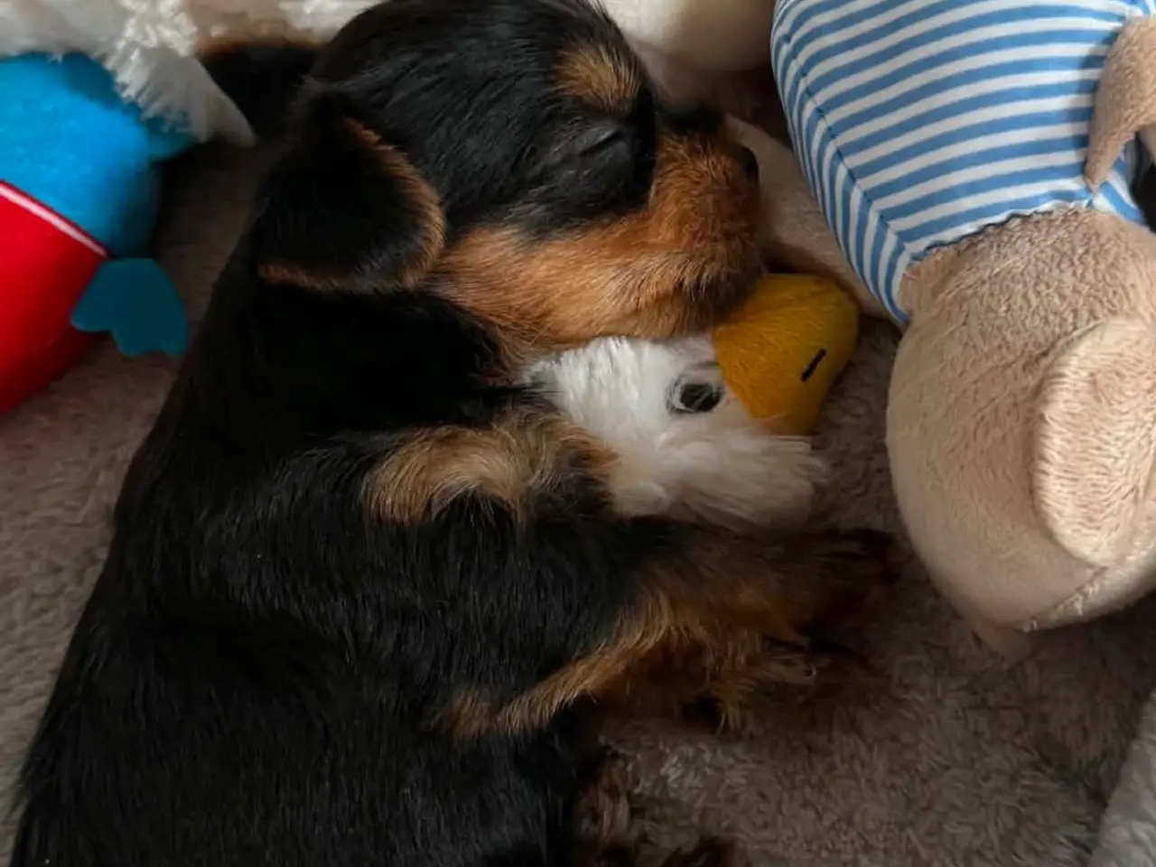 Billede 7 - De sødeste Yorkie hvalpe