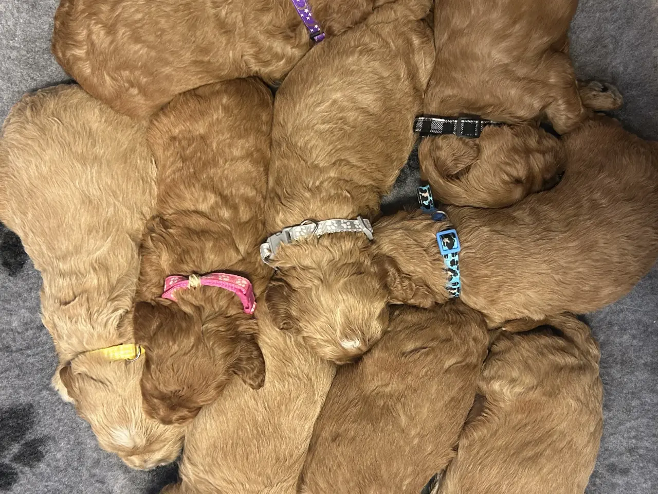 Billede 3 - Goldendoodle + Cavapoo