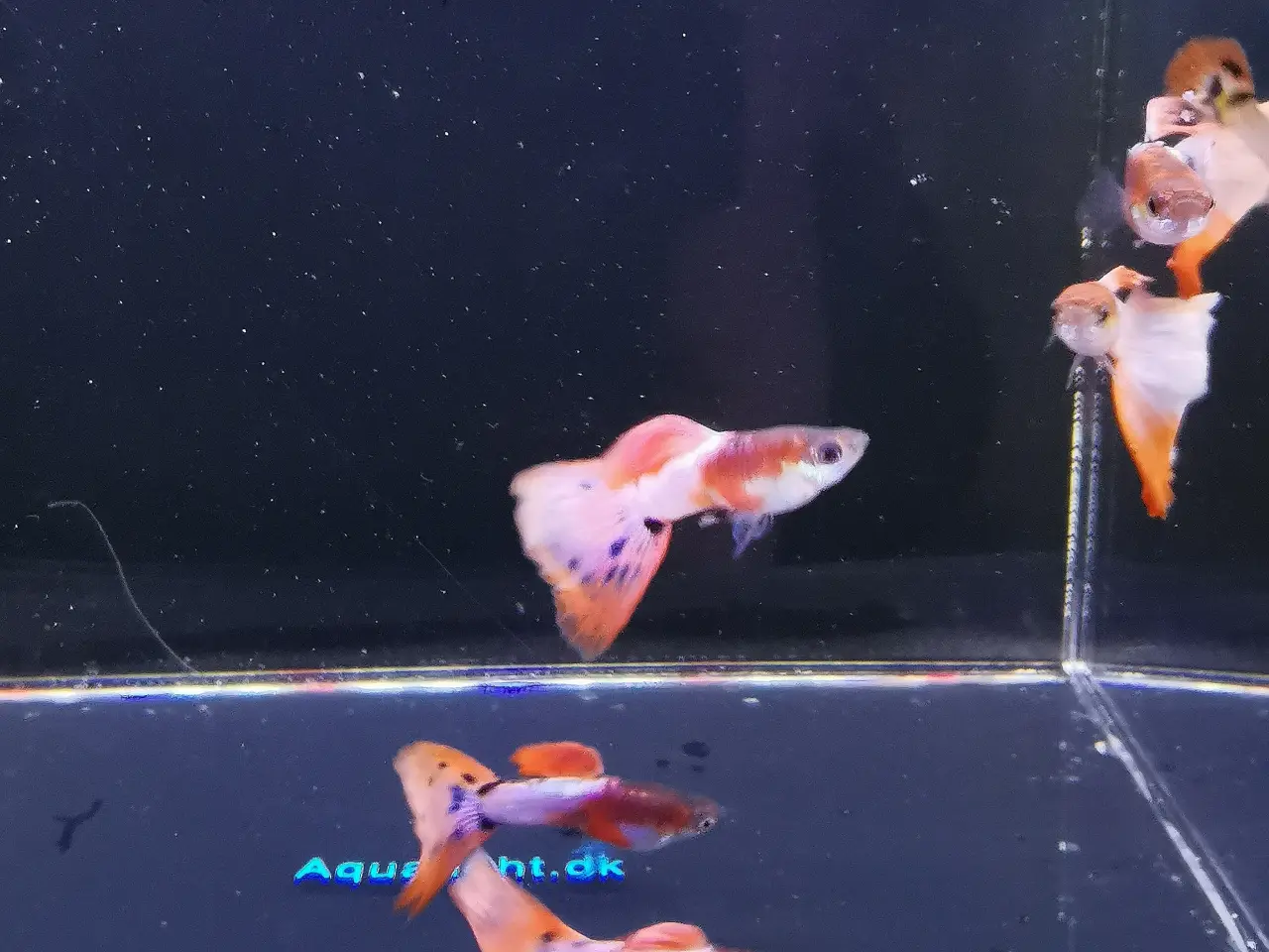 Billede 1 - American pink white guppy 
