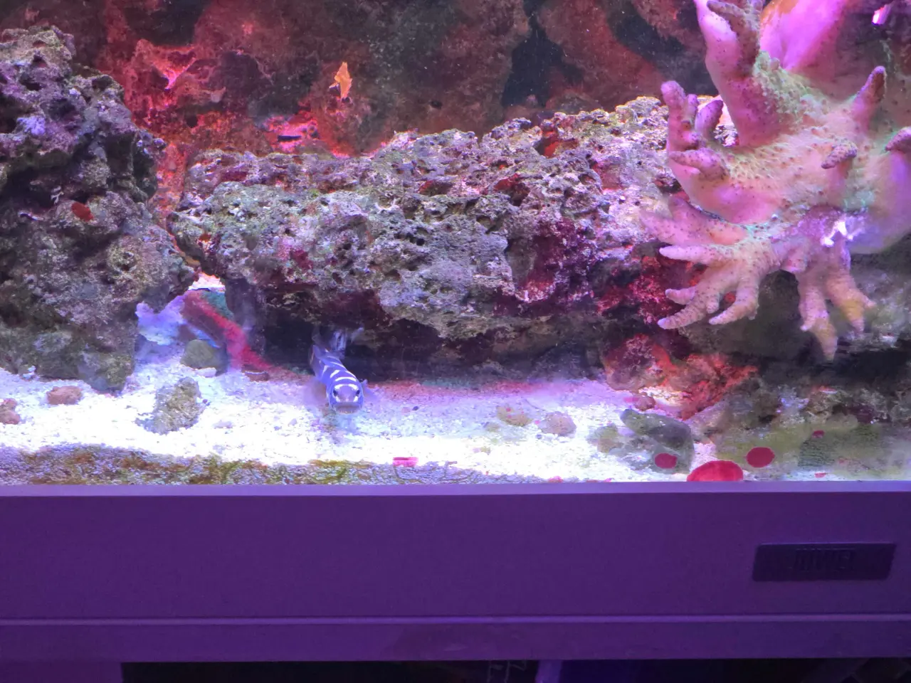 Billede 8 - 450l saltvands akvarium